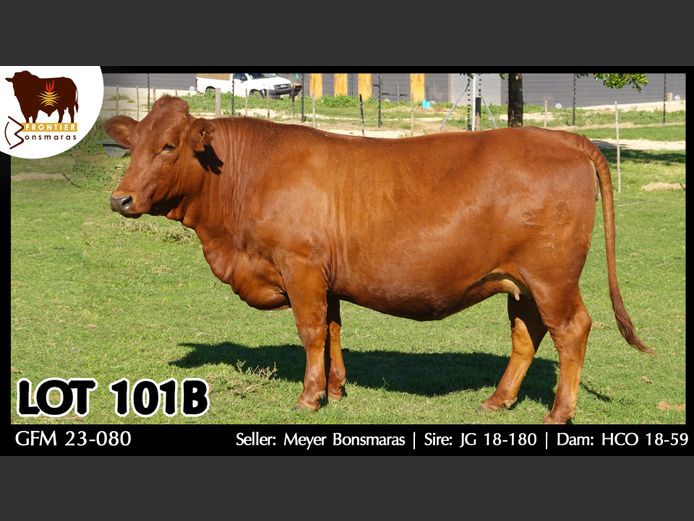 GFM230080 | MEYER BONSMARAS