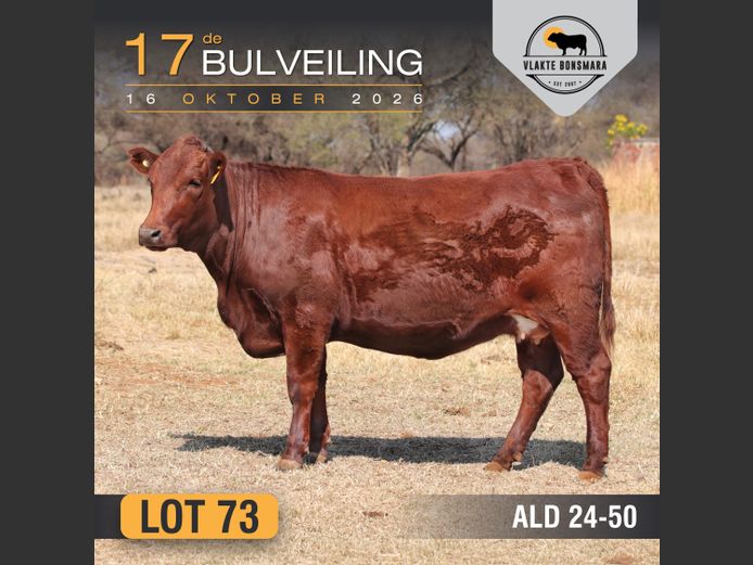 ALD240050 | ALDIGO BONSMARAS