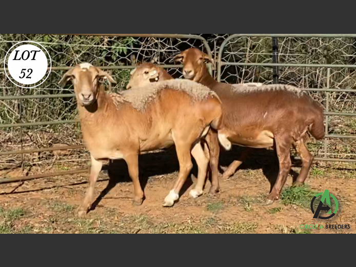 Ewes | Sirkel A Breeders