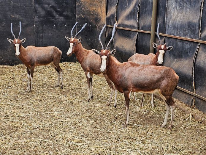 BLESBOK | 3-SOUTH BDY