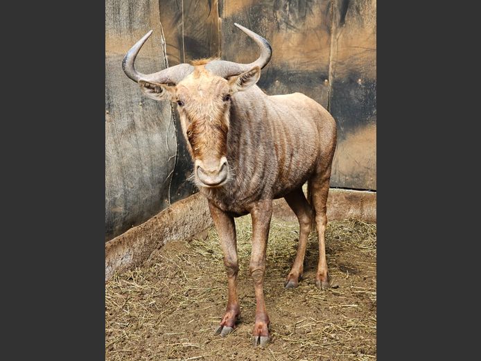 GOLDEN GNU | AYLESHAM TRUST