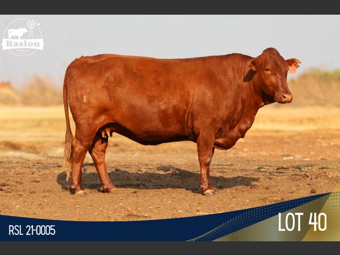 RSL 210005 | RASLOU BONSMARAS