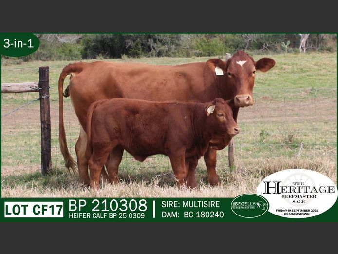 Commercial Animals | Begelly Beefmasters