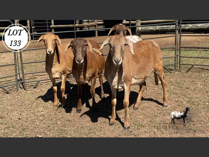 Ewes | Hunters Greek Meatmaster