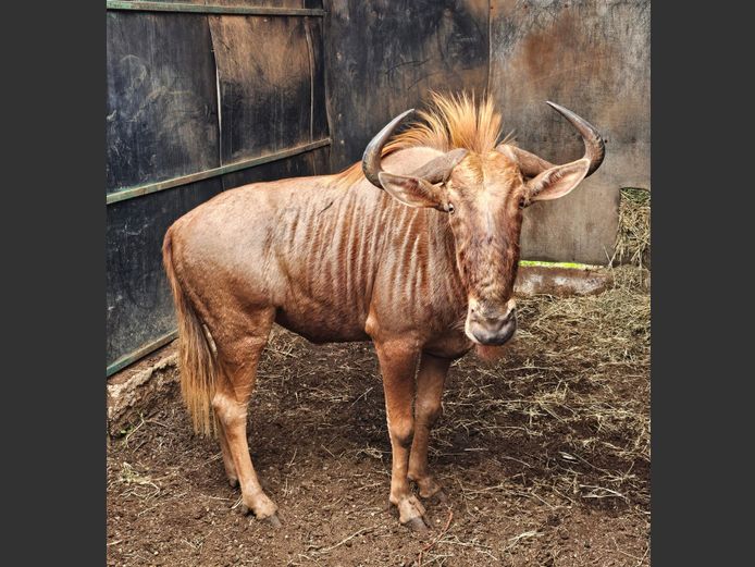 GOUE WILDEBEES 26 2/8" | SABLE HILL SAFARIS