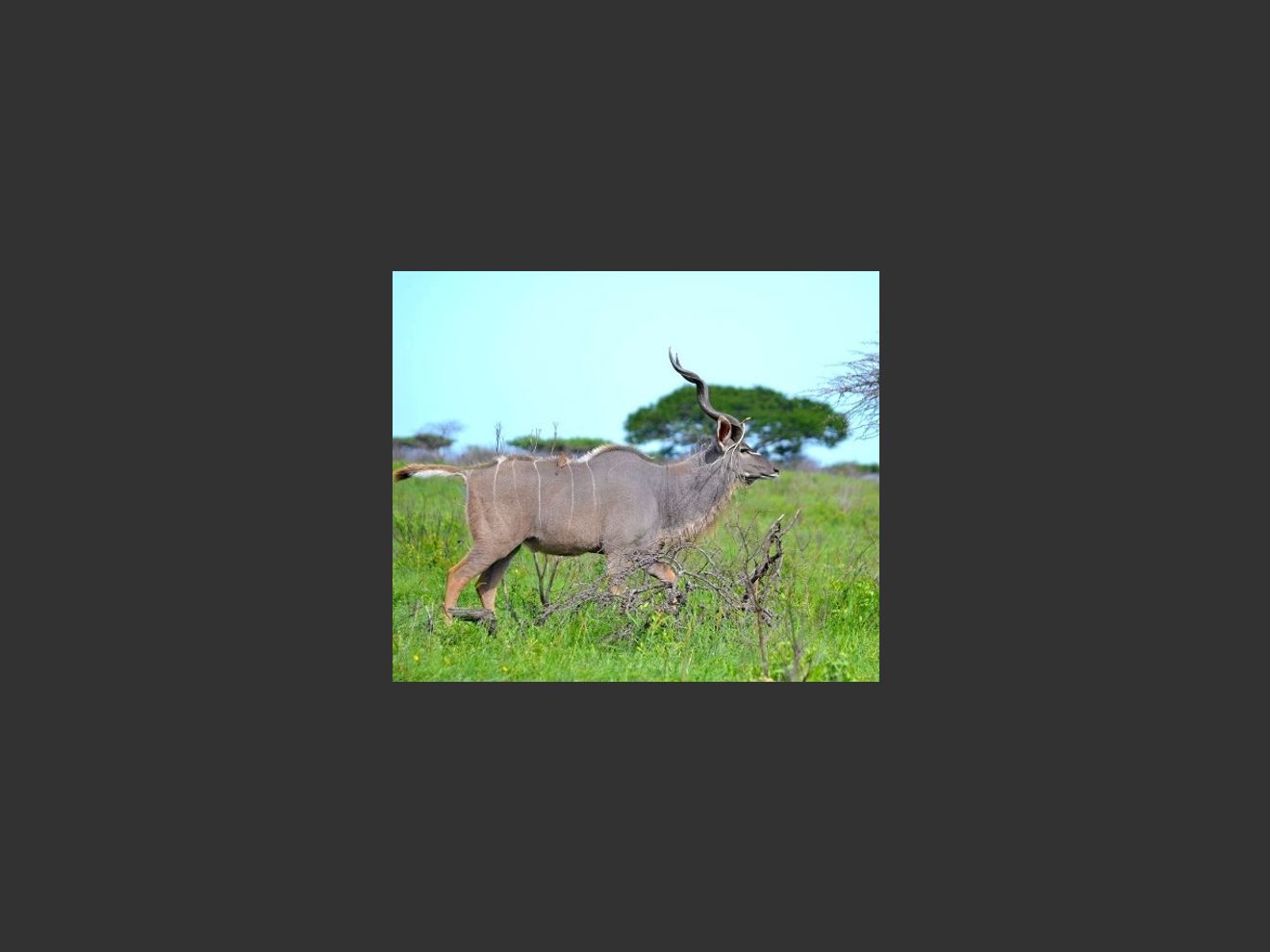 images