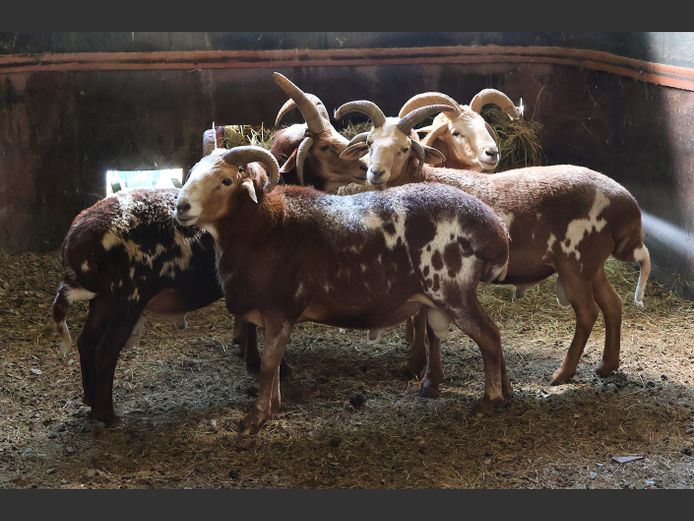 4 HORING SKAAP | AL BADENHORST