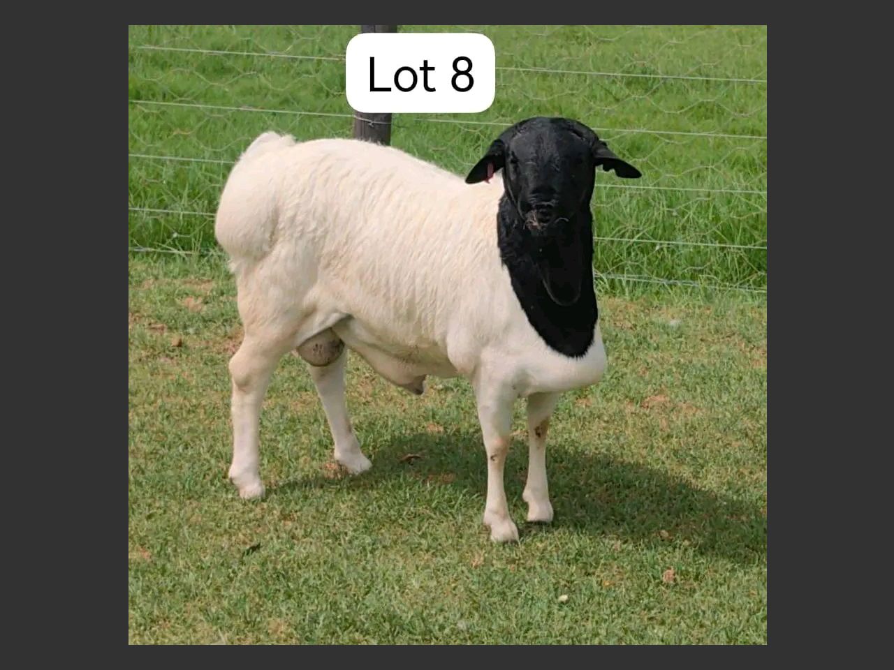 images