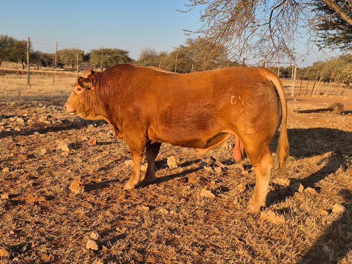 22-0001DNCL | DANECO LIMOUSIN