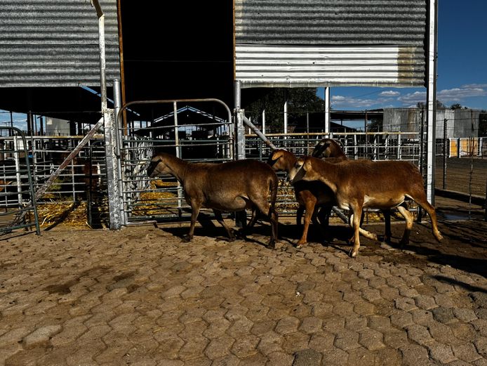 R JACOBS | COMMERCIAL EWES