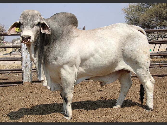 23-0102KG | MAKALANI BRAHMAN