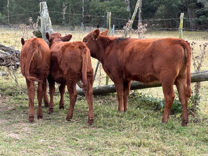 Weaners | Flatfield Farms