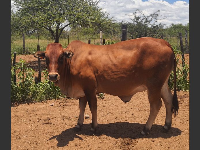 Commercial Animals | A. BOTHMA