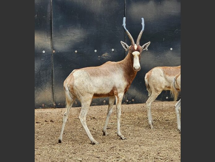 YELLOW BLESBOK | 3-SOUTH BDY