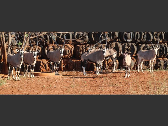 Gemsbokke