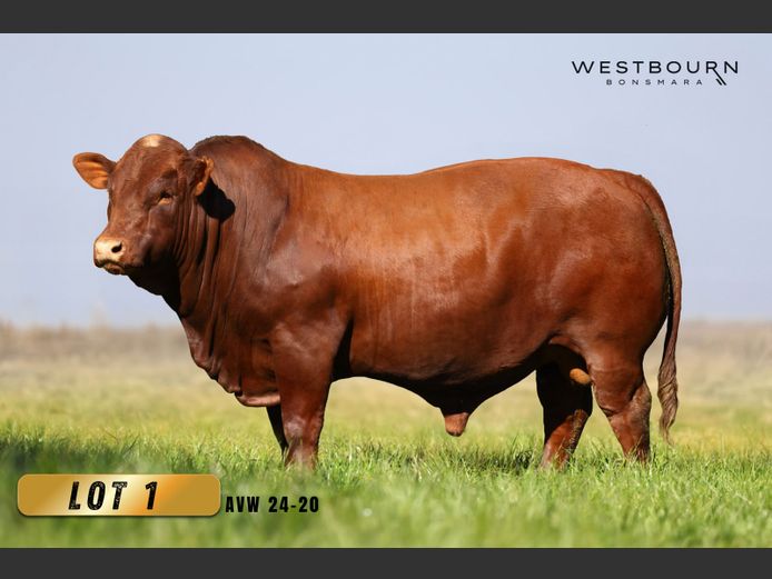 AVW 240020 | WESTBOURN BONSMARAS