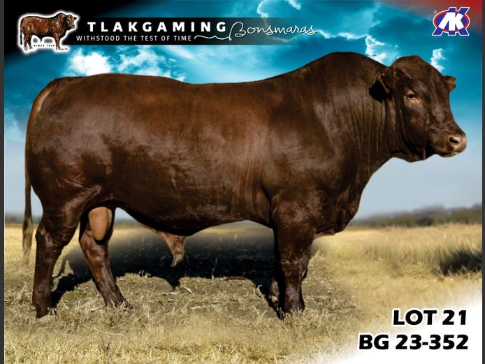 BG230352 | LEE & SON