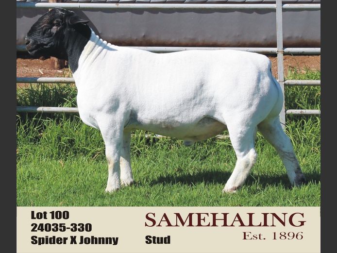 SAMEHALING DORPERS | 24035