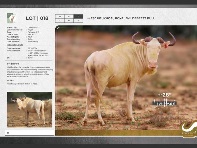 Wildebeest - Royal | Key Projects Development (PTY) Ltd