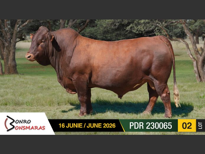 PDR230065 | BONRO BONSMARAS
