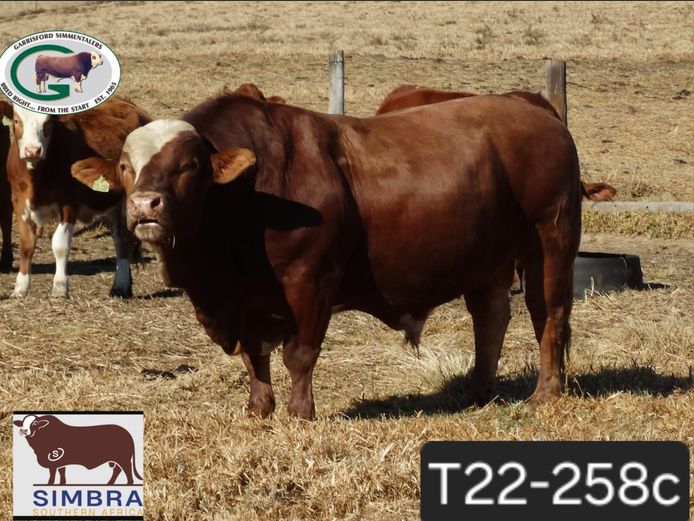 T22258C | GK TAYLOR