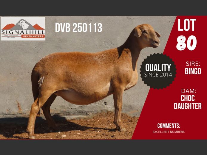 DVB 250113 | SIGNALBERG MEATMASTERS