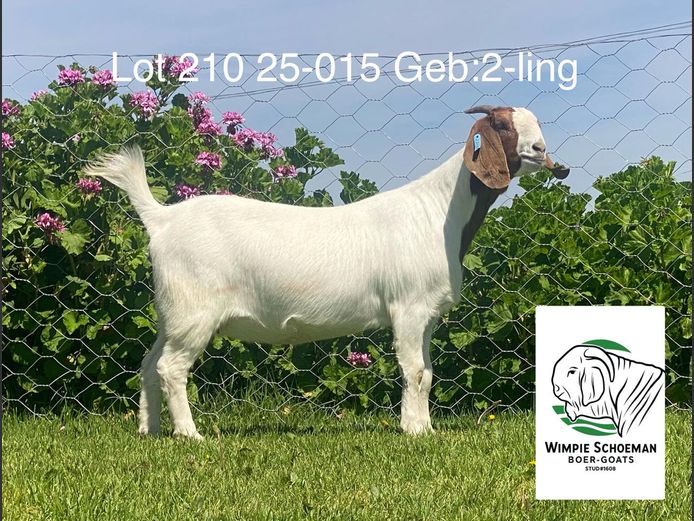 25-015 | Wimpie Schoeman BB