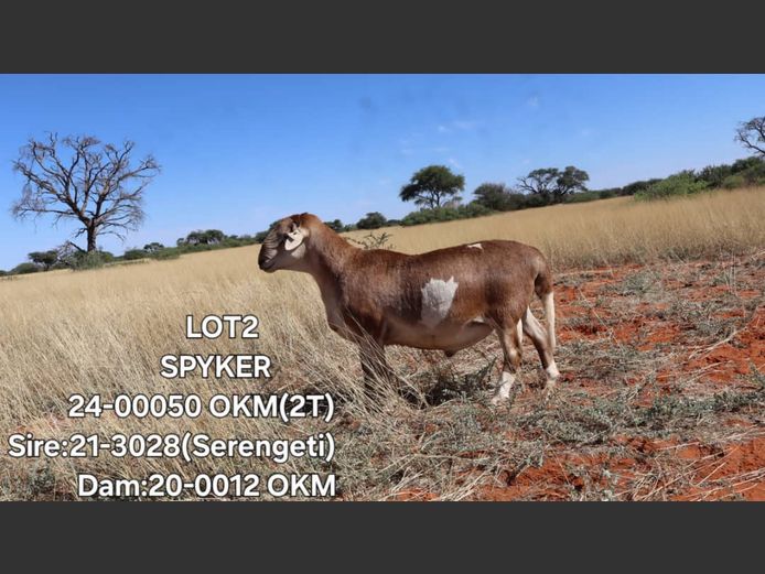 24-0050 OKM | ELVIS TJIHO