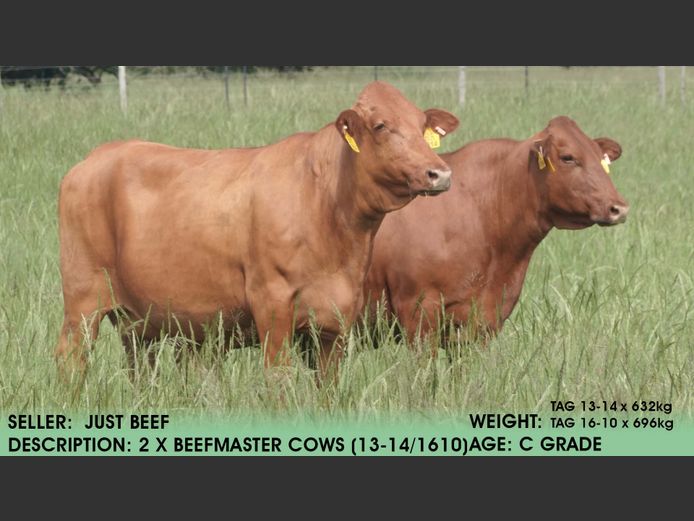Cows (Tag 13-14 & Tag 16-10) | Just Beef