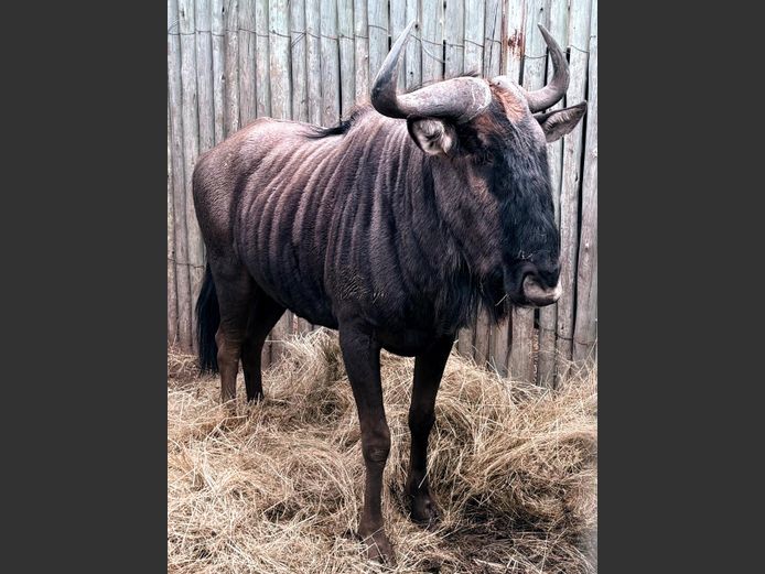 Blouwildebees Bul