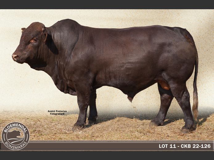 CKB220126
