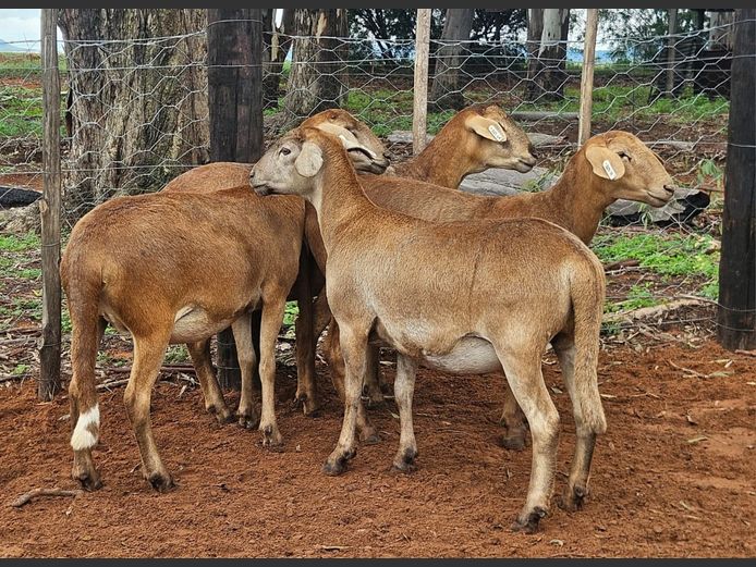 Ooie | D2 Meatmasters