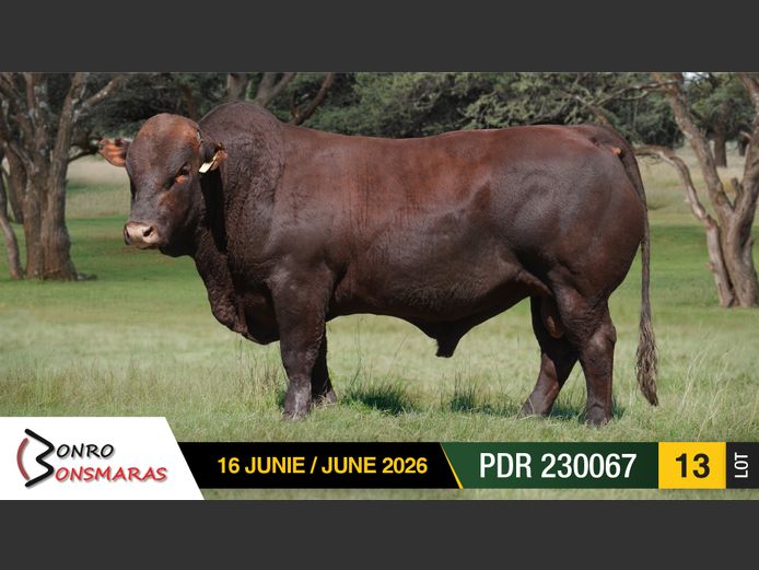 PDR 230067 | BONRO BONSMARAS