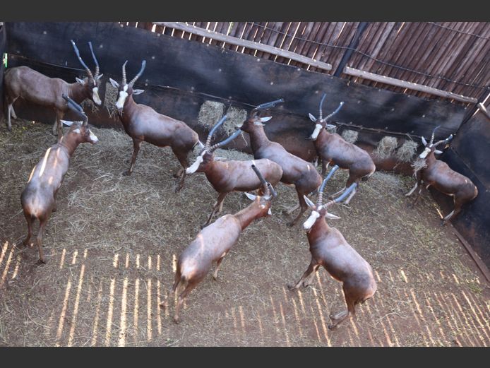 Blesbokke