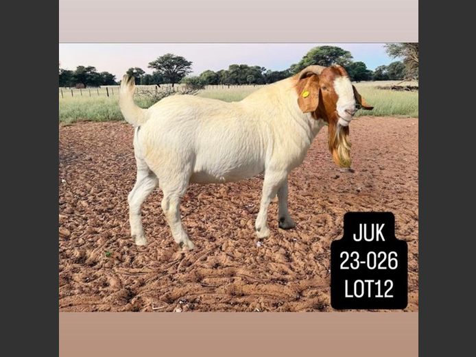 23-0026 | JEKURA KAVARI