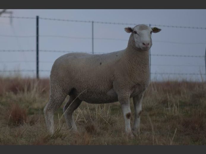 T250270 | TWEE BROERS DORMER STOET