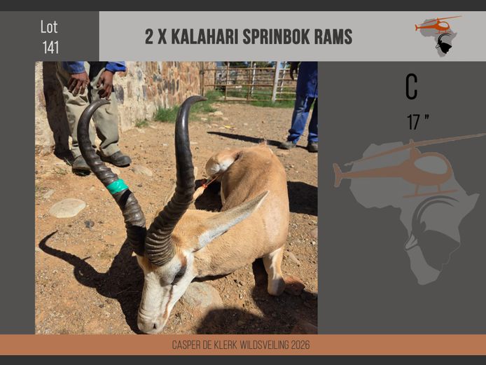 Kalahari Springbuck (17")