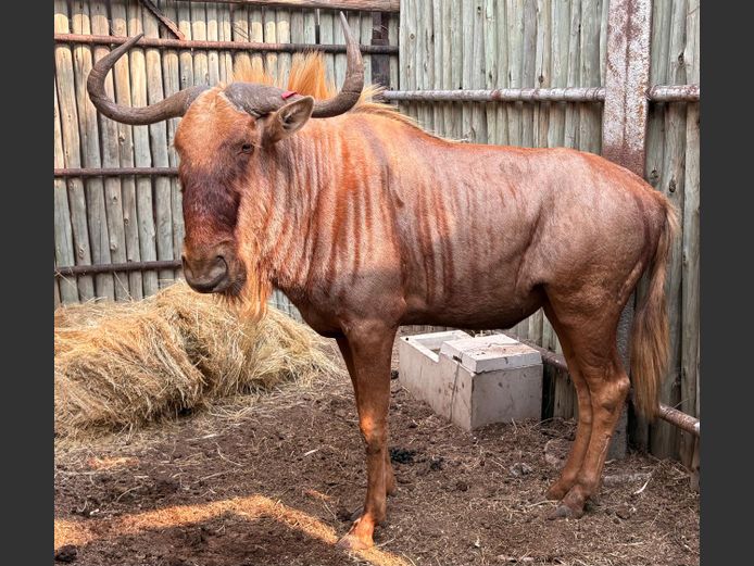 Goue Wildebees Bul