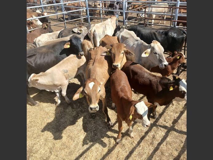 COWS WITH CALVES | DOLL FARMING PREMIUM AUCTION