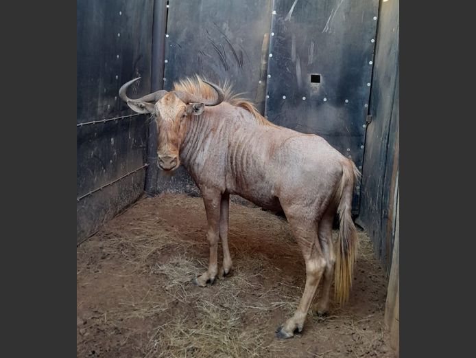 GOLDEN GNU | THABA BOTALA