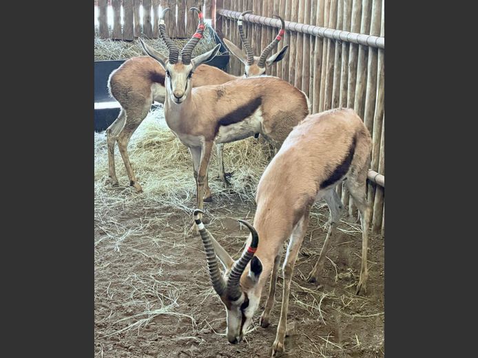 Damara Springbok Ram