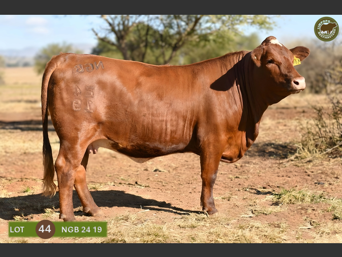 NGB240019 | NOOITGEDACHT SAFARI'S PTY LTD