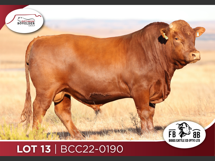 BCC22-190