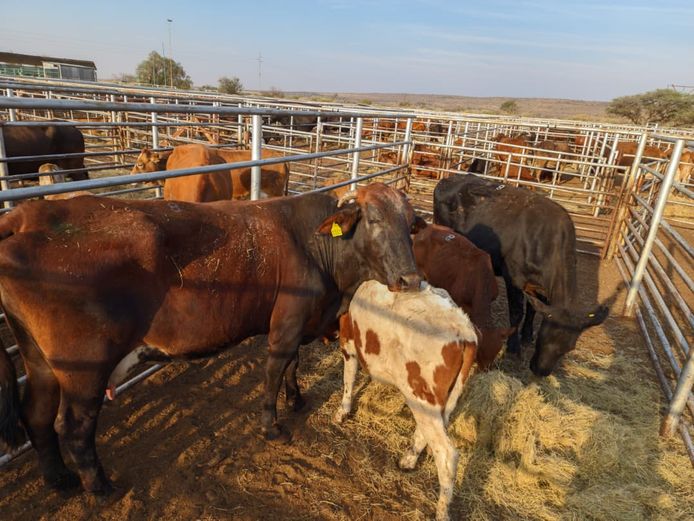 VAN NIEKERK PJ | DAIRY CATTLE 