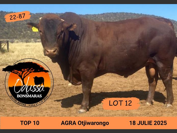 ODUSSA BONSMARAS | OBB 220087