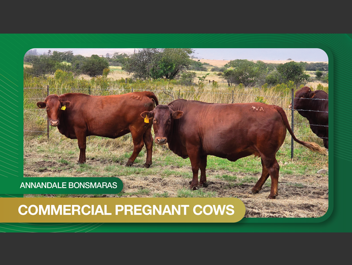 Commercial Animals | Annandale Bonsmaras