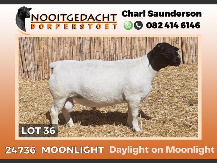 24736 | NOOITGEDACHT  DORPERS