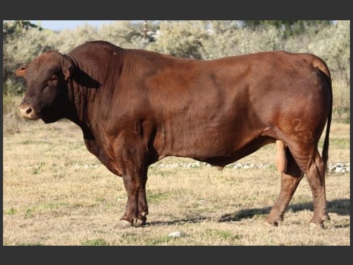 AB220046 | CCR BEEF (PTY) LTD