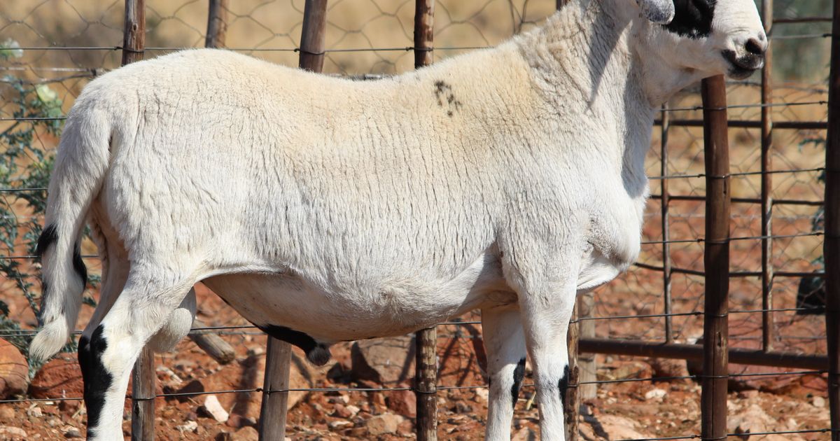 Lot 10 | PLATINUM MEATMASTER PRODUKSIEVEILING | SwiftVEE | South Africa ...