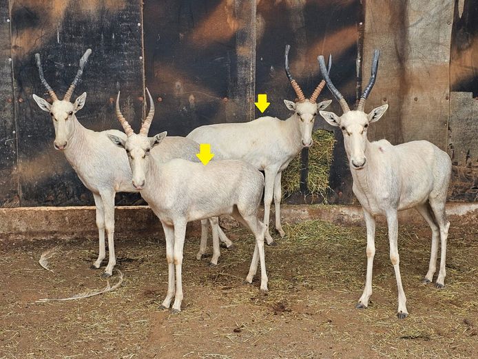 WHITE BLESBUCK | NYLSVLEI GAME